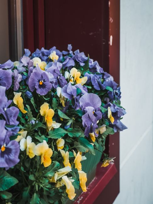 A vibrant window box filled with a dense arrangement of pansies featuring rich purple and yellow petals, set against a purple window frame with a soft white wall in the background. The flowers display velvety textures and are flourishing with healthy green leaves, suggesting well-maintained garden care. The window box appears lush and full, indicating regular planting and possibly recent trimming or watering. The wooden window frame is painted a deep purple color, complementing the flowers and adding to the garden's curated aesthetic, which aligns with ideas for front garden landscaping on the Isle of Dogs. This planting arrangement exemplifies tidy garden maintenance and planting techniques that Gardeners Docklands might suggest for enhancing curb appeal.